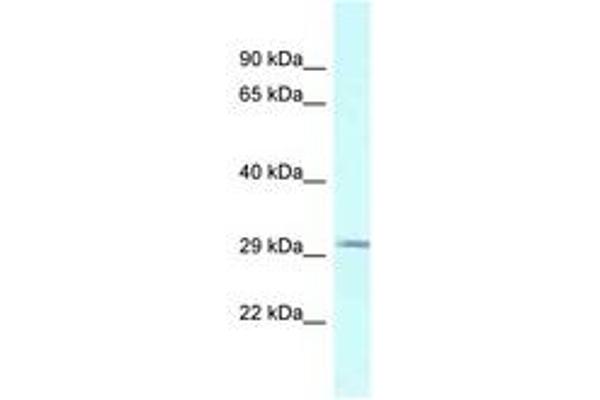 BSPRY antibody  (AA 118-167)