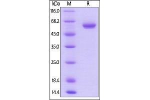 Biotinylated Human BTN3A1, Fc,Avitag on  under reducing (R) condition.