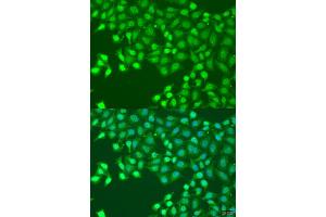 Immunofluorescence analysis of U2OS cells using HLF antibody (ABIN1873036) at dilution of 1:100. (HLF antibody)