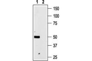 Western blot analysis of rat brain membranes:1.