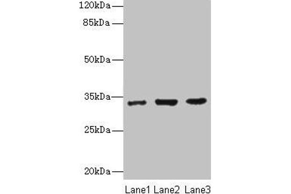 NAPA Antikörper  (AA 1-295)