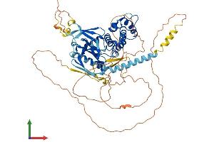 AlphaFold protein structure predicition of Human Recombinant FRMD6 Protein, UniprotID Q96NE9