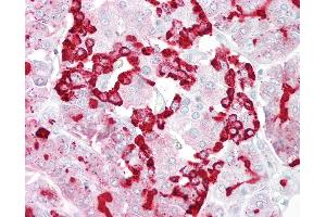 Anti-GP2 antibody IHC of human pancreas. (GP2 antibody  (AA 182-231))