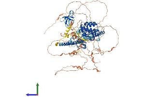 AlphaFold protein structure predicition of Human Recombinant MAP3K10 Protein, UniprotID Q02779 (MAP3K10 Protein (AA 1-954) (His tag))