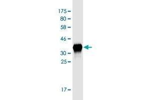 SLC35B2 antibody  (AA 1-100)