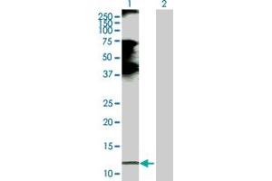 Western Blot analysis of CCL21 expression in transfected 293T cell line by CCL21 MaxPab polyclonal antibody. (CCL21 antibody  (AA 1-134))