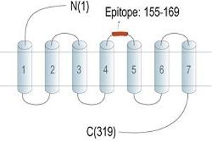 Representative domain view of the target of ABIN7884973.