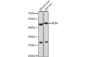 Western blot analysis of extracts of various cell lines, using PILRA Rabbit pAb (ABIN7269157) at 1:1000 dilution. (PILRA antibody)