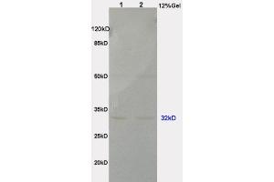 L1 rat brain lysates L2 rat lung lysates probed with Anti PHAP1 Polyclonal Antibody, Unconjugated  at 1:200 in 4˚C. (PHAP antibody  (AA 41-140))