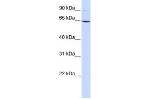 Western Blotting (WB) image for anti-Leukotriene A4 Hydrolase (LTA4H) antibody (ABIN2459740) (LTA4H antibody)