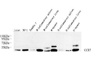 Western Blot analysis of various samples using CCR7 Polyclonal Antibody at dilution of 1:800. (CCR7 antibody)