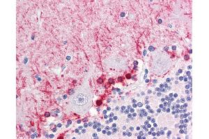 Anti-FABP7 / BLBP antibody IHC of human brain, cerebellum. (FABP7 antibody  (AA 1-132))