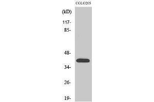 Western Blotting (WB) image for anti-Olfactory Receptor, Family 4, Subfamily A, Member 16 (OR4A16) (C-Term) antibody (ABIN3186084)