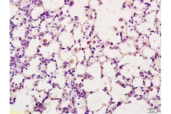 CD163L1 antibody  (AA 1001-1100)