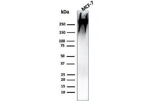 Western Blot Analysis of human MCF-7 cell lysate using MUC-1 / CA15-3 / EMA Mouse Monoclonal Antibody (MUC1/955). (MUC1 antibody)
