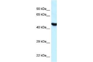 WB Suggested Anti-HYAL3 Antibody Titration: 1.