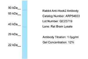 Western Blotting (WB) image for anti-Hook Homolog 2 (HOOK2) (Middle Region) antibody (ABIN970887) (HOOK2 antibody  (Middle Region))