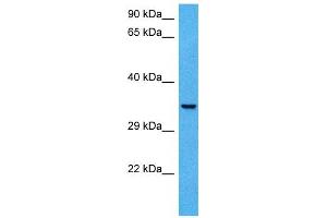 Host:  Mouse  Target Name:  CCNH  Sample Tissue:  Mouse Skeletal Muscle  Antibody Dilution:  1ug/ml (Cyclin H antibody  (N-Term))