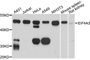 Western blot analysis of extracts of various cell lines, using EIF4A3 antibody (ABIN1872497) at 1:1000 dilution. (EIF4A3 antibody)