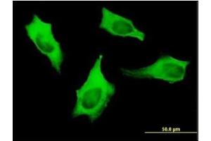 Immunofluorescence (IF) image for anti-Myosin 9 (MYH9) (AA 131-221) antibody (ABIN781937) (Myosin 9 antibody  (AA 131-221))