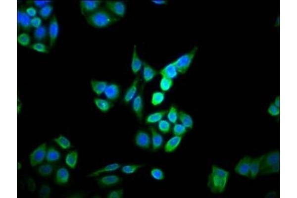 DOHH antibody  (AA 79-159)