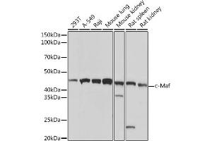Western blot analysis of extracts of various cell lines, using c-Maf Rabbit mAb (ABIN7271262) at 1:1000 dilution. (MAF antibody)