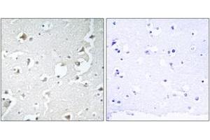 Immunohistochemistry analysis of paraffin-embedded human brain tissue, using JIP1 (Ab-103) Antibody. (MAPK8IP1 antibody  (AA 69-118))