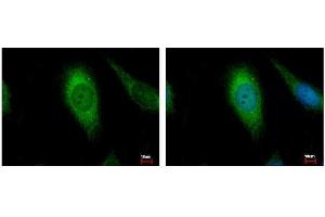 ICC/IF Image AIF antibody [N1N2], N-term detects AIFM1 protein at Mitochondria by immunofluorescent analysis. (AIF antibody  (N-Term))
