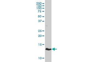 HBZ antibody  (AA 1-142)