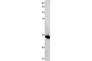 Gel: 10+12 % SDS-PAGE, Lysate: 40 μg, Lane: Mouse heart tissue, Primary antibody: ABIN7129537(FOXS1 Antibody) at dilution 1/200, Secondary antibody: Goat anti rabbit IgG at 1/8000 dilution, Exposure time: 10 seconds (FOXS1 antibody)