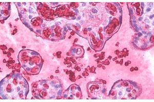 Anti-Hemoglobin antibody IHC staining of human placenta, erythrocytes. (Hemoglobin antibody)
