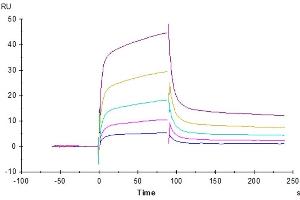 Anti-LILRB1 Antibody, hFc Tag captured on CM5 Chip via Protein A can bind Rhesus macaque LILRB1, His Tag with an affinity constant of 26.