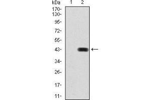 Western blot analysis using BMP2 mAb against HEK293 (1) and BMP2 (AA: 283-396)-hIgGFc transfected HEK293 (2) cell lysate. (BMP2 antibody  (AA 283-396))