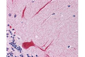 Anti-PTPN11 antibody IHC of human brain, cerebellum. (PTPN11 antibody  (AA 584-597))