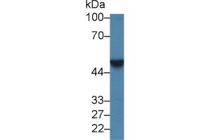 Western Blot; Sample: Porcine Kidney lysate; Primary Ab: 1µg/ml Rabbit Anti-Human LDB1 Antibody Second Ab: 0.