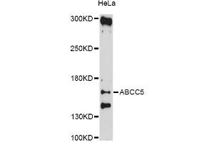 Western blot analysis of extracts of HeLa cells, using ABCC5 antibody (ABIN5997173) at 1/1000 dilution. (ABCC5 antibody)