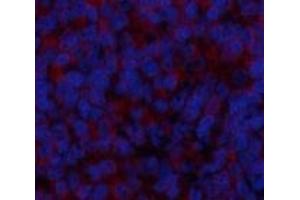 Immunofluorescence analysis of Rat spleen tissue using BMP2 Polyclonal Antibody at dilution of 1:200. (BMP2 antibody)