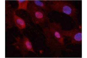 Immunofluorescence staining of methanol-fixed MEF cells using GSK3α/β(Phospho-Tyr279/216) Antibody. (Glycogen Synthase Kinase 3 (GSK3) (pTyr216), (pTyr279) antibody)