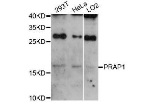 Western blot analysis of extracts of various cell lines, using PRAP1 antibody (ABIN5996782) at 1:3000 dilution.
