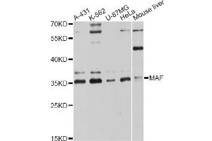 Western blot analysis of extracts of various cell lines, using MAF antibody (ABIN6293355) at 1:3000 dilution.