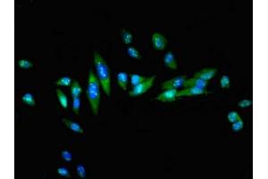 Immunofluorescence (IF) image for anti-Heat Shock Factor Protein 1 (HSF1) (AA 420-529) antibody (ABIN7154889)