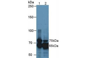 Western blot analysis of (1) Mouse Kidney Tissue and (2) Mouse Eye Tissue.