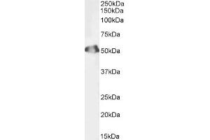 Biotinylated ABIN5608782 (1ug/ml) staining of Human Testis lysate (35µg protein in RIPA buffer). (Septin 6 antibody  (Internal Region) (Biotin))