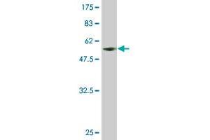 Western Blot detection against Immunogen (55. (SLBP antibody  (AA 1-270))