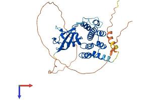 AlphaFold protein structure predicition of Human Recombinant ANKRD60 Protein, UniprotID Q9BZ19 (ANKRD60 Protein (AA 1-345) (His tag))