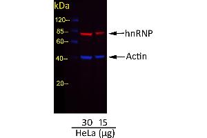 Western Blotting (WB) image for Goat anti-Mouse IgG (Heavy & Light Chain) antibody (DyLight 680) - Preadsorbed (ABIN7446810)