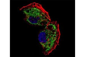 Immunofluorescence (IF) image for anti-Transcription Factor A, Mitochondrial (TFAM) (AA 216-246) antibody (ABIN3029196)