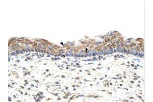 Image no. 1 for anti-Guanine Nucleotide Binding Protein (G Protein), beta Polypeptide 1-Like (GNB1L) (C-Term) antibody (ABIN202254) (GNB1L antibody  (C-Term))