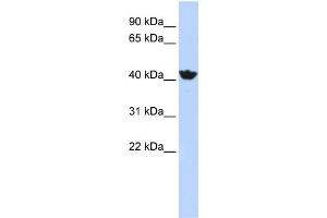 WB Suggested Anti-ADH4 Antibody Titration:  1 ug/ml  Positive Control:  HepG2 cell lysate (ADH4 antibody  (Middle Region))
