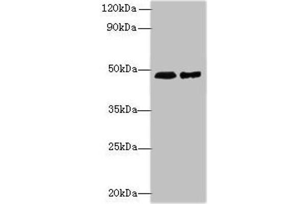 AARSD1 antibody  (AA 1-230)